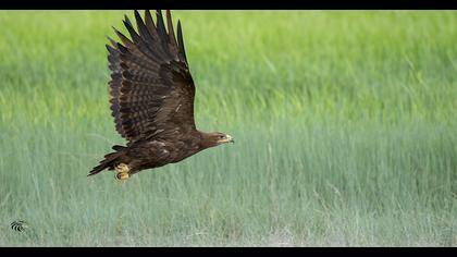 Steppe Eagle
