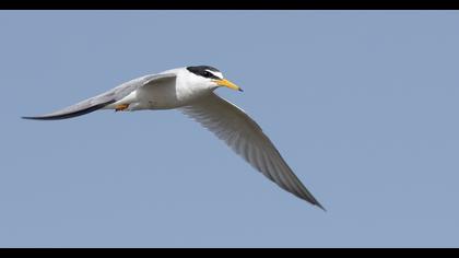 Little Tern