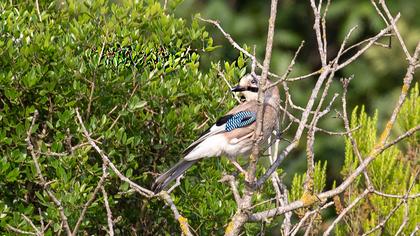 Eurasian Jay