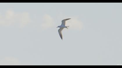 Caspian Tern