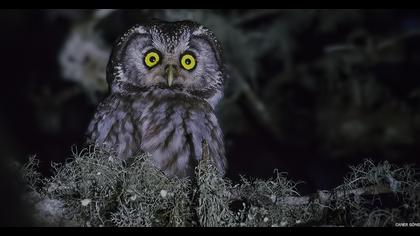Boreal Owl