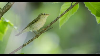 Green Warbler