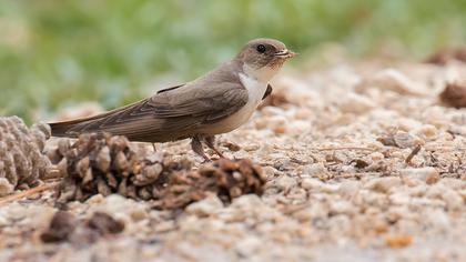 Eurasian Crag Martin