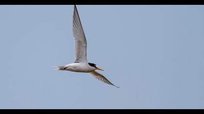 Little Tern