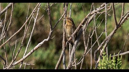 Eurasian Wryneck