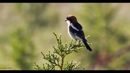 Woodchat Shrike