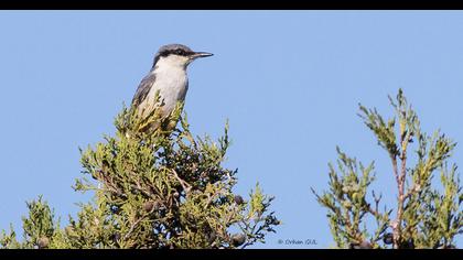 Western Rock Nuthatch