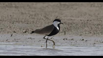 Spur-winged Lapwing