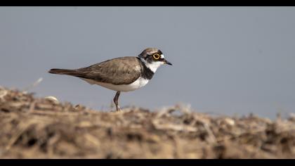 Little Ringed Plover