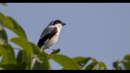 Great Grey Shrike