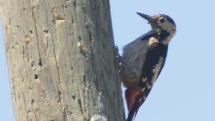 Great Spotted Woodpecker