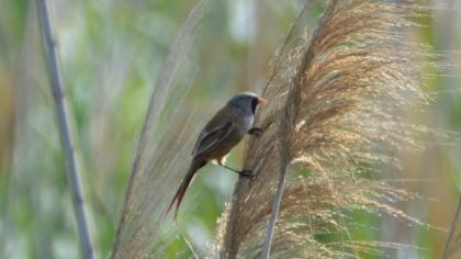 Bearded Reedling