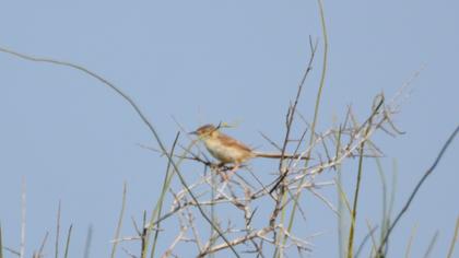Delicate prinia