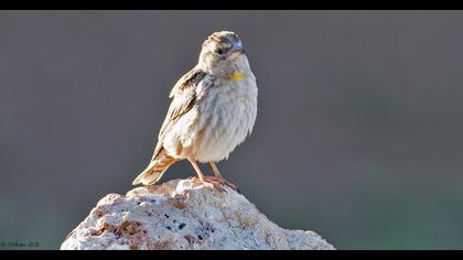 Rock Sparrow