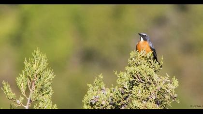 White-throated Robin