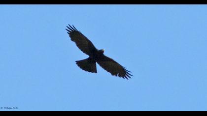 Alpine Chough