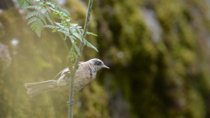 Eurasian Penduline Tit
