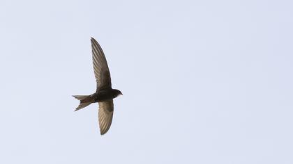 Common Swift