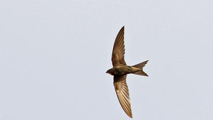 Common Swift