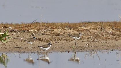 Green Sandpiper