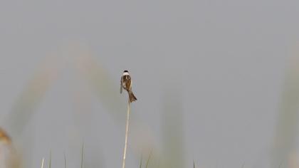 Common Reed Bunting
