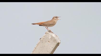 Rufous-tailed Scrub Robin
