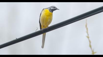 Grey Wagtail