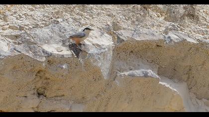 Eastern Rock Nuthatch