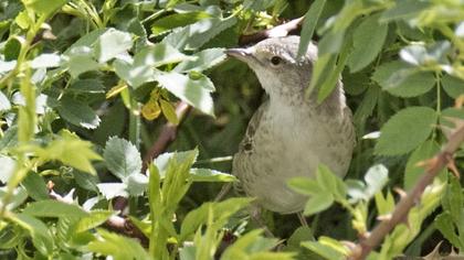 Barred Warbler