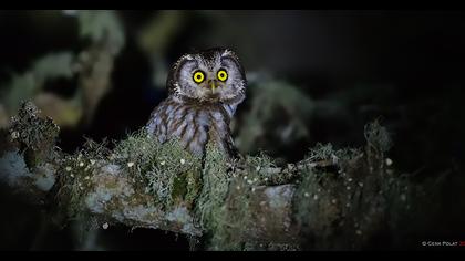 Boreal Owl