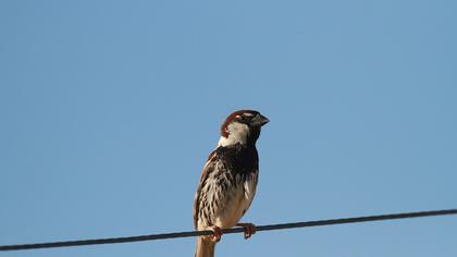 Spanish Sparrow