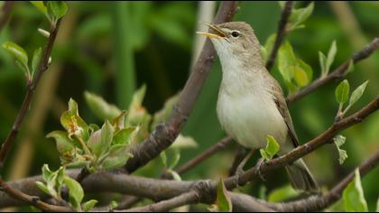 Eastern Olivaceous Warbler