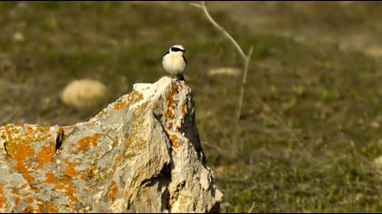 Black-eared Wheatear