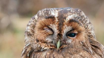Tawny Owl