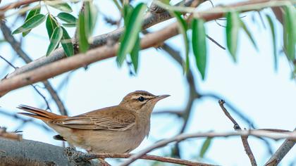 Rufous-tailed Scrub Robin