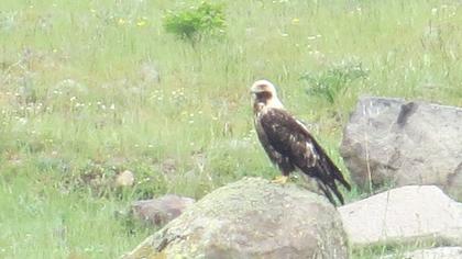 Eastern Imperial Eagle