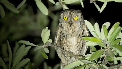 Eurasian Scops Owl
