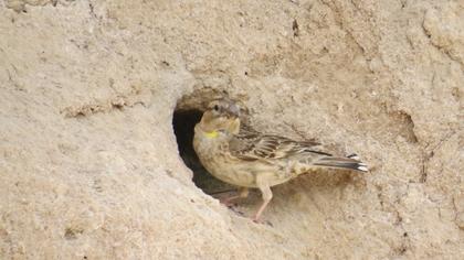 Rock Sparrow