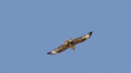 Long-legged Buzzard