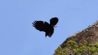Alpine Chough