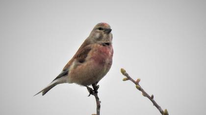 Common Linnet