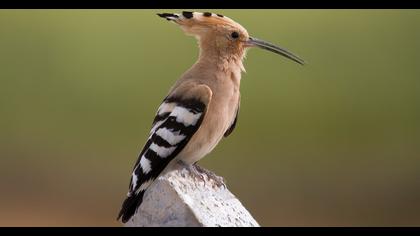 Eurasian Hoopoe