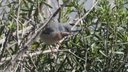 Subalpine Warbler