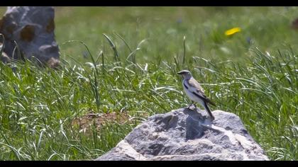 White-winged Snowfinch
