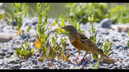 Ortolan Bunting