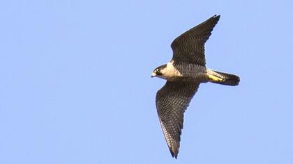 Peregrine Falcon