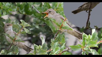 Upcher`s Warbler