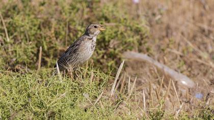 Corn Bunting