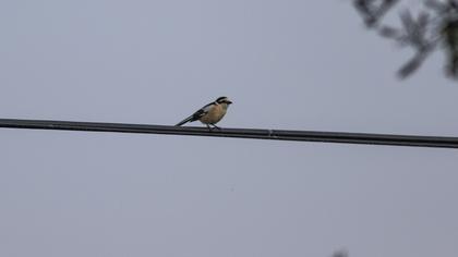Masked Shrike