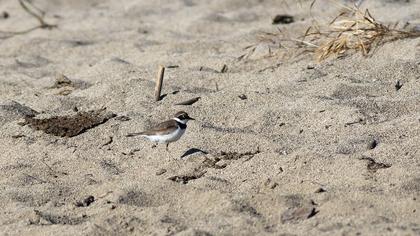 Little Ringed Plover